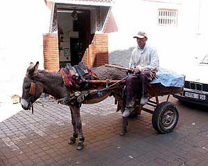 De ezel als transportmiddel in Marrakech
