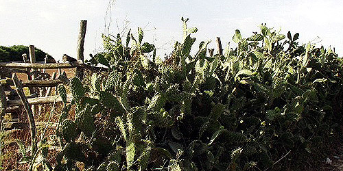 Cactussen in het zonnige Verjer