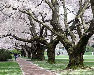 Bloeiende bomen in Washington University