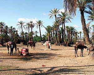 Palmerie met kamelen in Marrakech