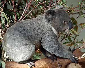 Koala in Featherdale