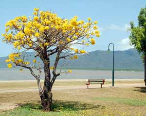 Boompje met gele bloemen en een verlaten bankje bij een lantaarnpaal in Cairns