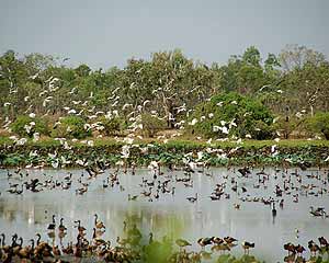 Een massa vogels bij Mamakala