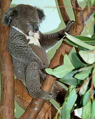 Koala in Featherdale