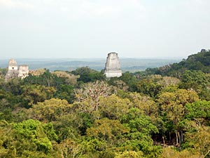 De jungle in Tikal met de tempels die boven de bomen uitsteken.